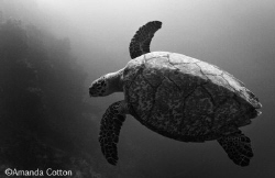 Turtle gliding through the waters off the coast of Cozume... by Amanda Cotton 